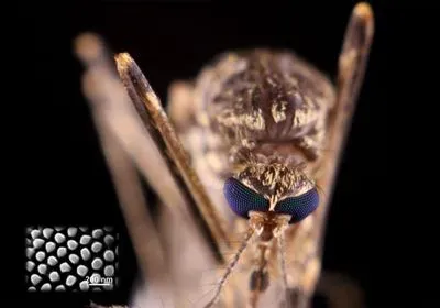 mosquito compound eye nanostructure water repellent insect